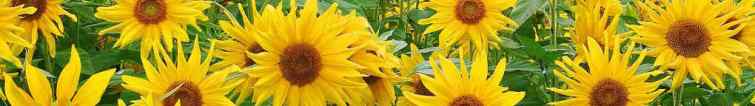 campo di girasoli